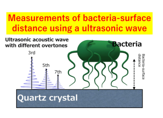 Examining the adhesion tendency of biofilm-forming bacteria on organic surfaces
