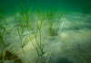 Fauna return rapidly in planted eelgrass meadows