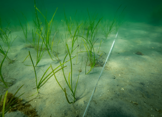 Fauna return rapidly in planted eelgrass meadows