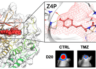 Major progress in curing brain tumours