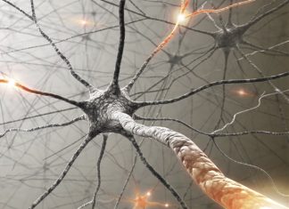 Menthol inhalation improves cognitive ability in animal models of Alzheimer’s disease