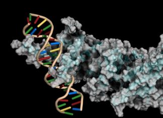 Newly developed method can help identify the special differences in genetic information