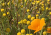 Prescribed burns encourage foul-smelling invaders