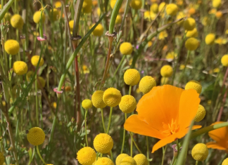 Prescribed burns encourage foul-smelling invaders
