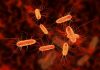 Rapid spread of antibiotic-resistant E. coli across Europe raises concerns