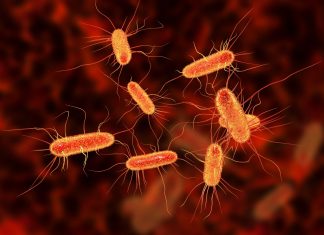 Rapid spread of antibiotic-resistant E. coli across Europe raises concerns