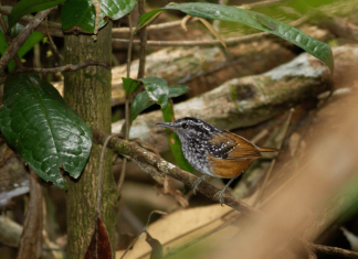 Scientists will tune-in to the sound of the Amazon to discover how climate change and human disturbance are affecting tropical forest animals