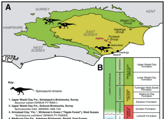 Spinosaur Britain: Multiple different species likely roamed Cretaceous Britain