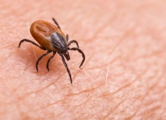 The discovery of a novel orthonairovirus from Dermacentor silvarum ticks near the China–North Korea border