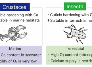 Why are there so few insects in the ocean?