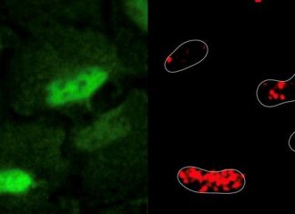 DNA damage repaired by antioxidant enzymes