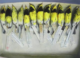 Extinct warbler’s genome sequenced from museum specimens