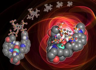 Innovative probe could deepen the understanding of key cellular messenger and lead to new drug discoveries