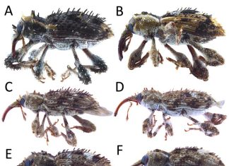 Japan’s subtropical forests home to a newly discovered beetle species