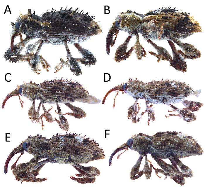 Japan’s subtropical forests home to a newly discovered beetle species ...