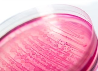 Mapping the evolutionary timeline and population distribution of E. coli’s protective outer capsule