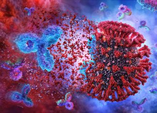 New research shows antibody cross-reactivity between human and animal coronaviruses