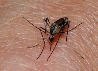 Parasite-host “coupling” mechanism could lead to new treatments for malaria
