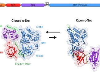Targeting the Src N-Terminal regulatory element in cancer