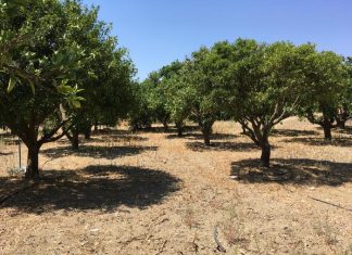 Bats struggle during organic farming transition