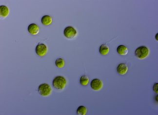 Diving deep: Unveiling the secrets of microalgae to cope with environmental challenges.
