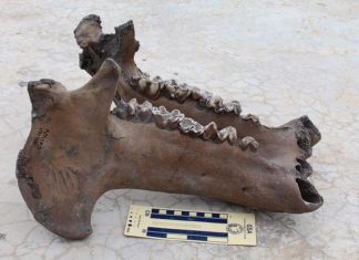 Madagascar hippos were forest dwellers