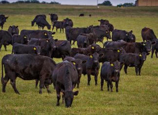 New study uses gene prediction tool to select premium grade Angus herds in Missouri and across the United States