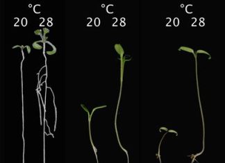 Roots are capable of measuring heat on their own, new study shows