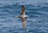 Sea of plastic: Mediterranean is the area of the world most at risk for endangered seabirds