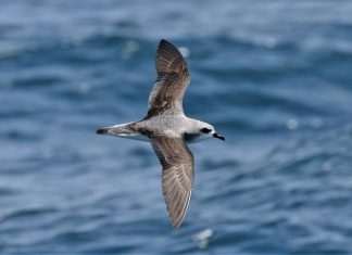 Sea of plastic: Mediterranean is the area of the world most at risk for endangered seabirds