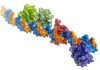 The structure of a protein bound to DNA reveals how the toxicity of the cholera bacterium is activated