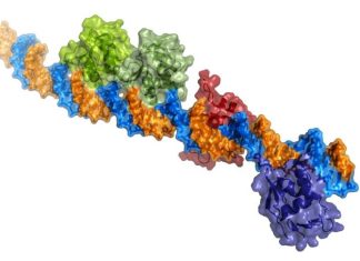 The structure of a protein bound to DNA reveals how the toxicity of the cholera bacterium is activated