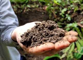 Amazon dark earth boosts tree growth as much as sixfold