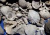 Auckland wastewater pipe dig reveals ‘fossil treasure trove’