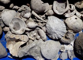 Auckland wastewater pipe dig reveals ‘fossil treasure trove’