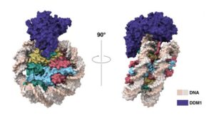 Chromatin Remodeling Mechanism Uncovered in Arabidopsis