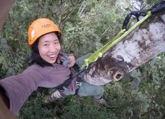 Deforestation limits nesting habitat for cavity-nesting birds