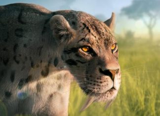 Did sabertooth tigers purr or roar?
