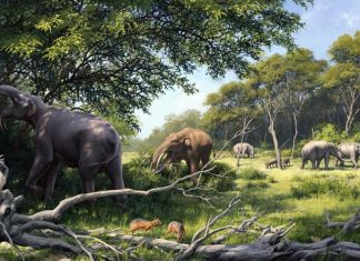 Elephant ancestors´ teeth evolved in response to long term changes in diet and climate in Africa