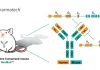 Introducing NeoMab™: GemPharmatech’s Innovative Antibody Gene Humanized Mouse Model