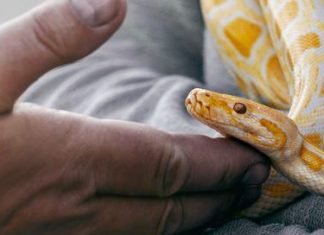 Morris Animal Foundation-funded researchers establish new reptile cell lines