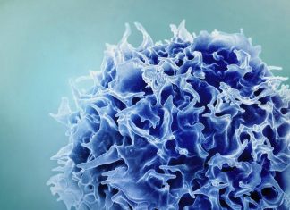 New LJI research has major implications for controlling T cell activity