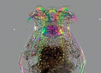 Powerful gene editing approach boosts rotifers in pantheon of laboratory animals