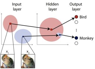 Brain inspires more robust AI