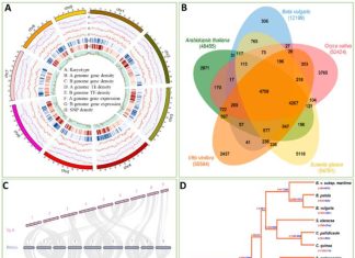 Chromosome-scale genome sequence of Suaeda glauca sheds light on salt stress tolerance in halophytes