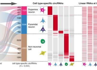 Circular RNAs Identified in Brain Cells Impaired by Alzheimer’s, Parkinson’s