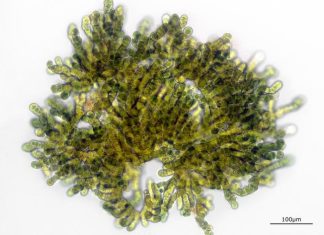 Double trouble: Infamous “eagle killer” bacterium produces not one, but two toxins