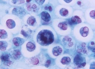 Immune cells can create their own chemical cues to navigate in complex environments