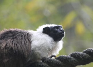 Monkeys cause a stink in response to human noise