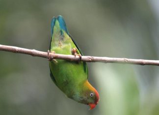 Most species are rare. But not very rare